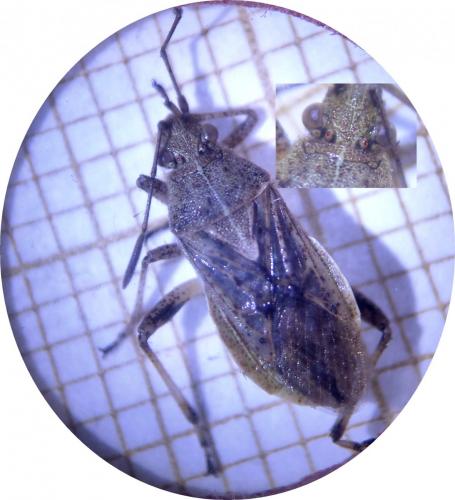 Stictopleurus punctatonervosus